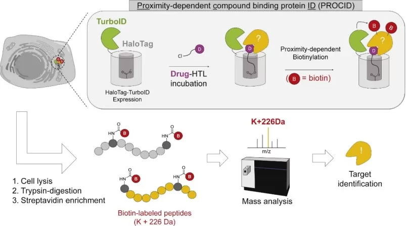 Scheme of PROCID for target-ID in live cells